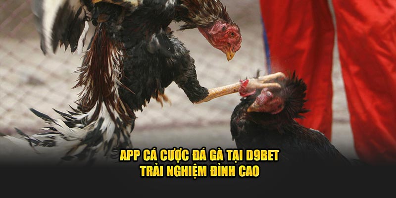 App cá cược đá gà tại D9bet – Trải Nghiệm Đỉnh Cao