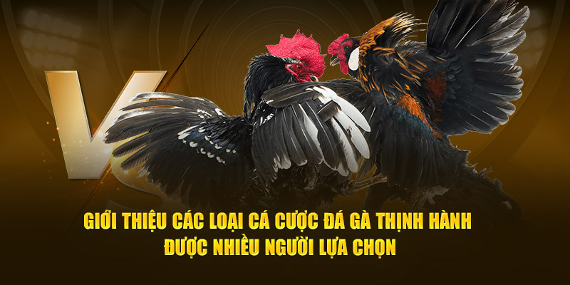 Giới thiệu các loại cá cược đá gà thịnh hành được nhiều người lựa chọn