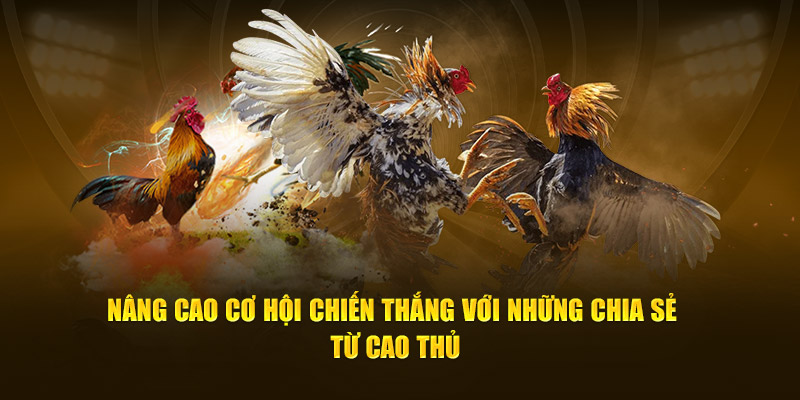 Nâng cao cơ hội chiến thắng với những chia sẻ từ cao thủ