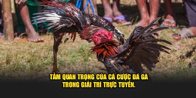 Tầm quan trọng của cá cược đá gà trong giải trí trực tuyến.